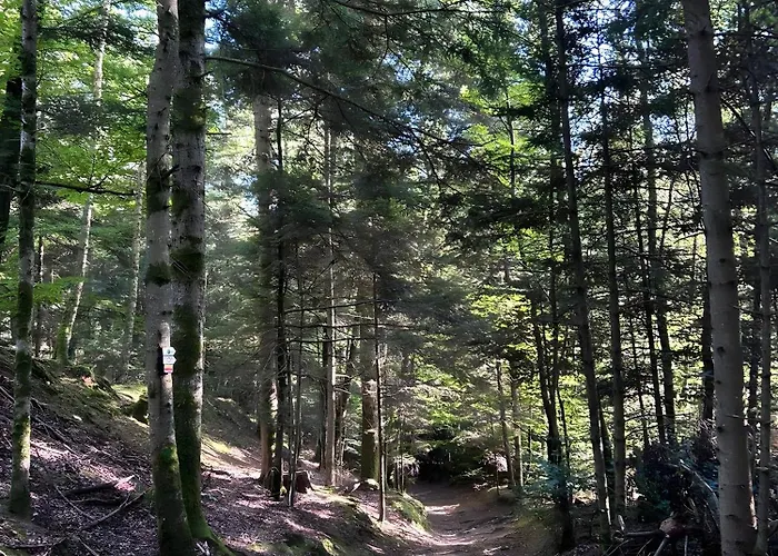 Duplex -cirey-sur-vezouze Hébergement de vacances *